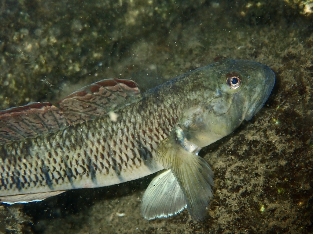 Naniha Goby