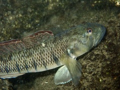 Naniha Goby photo 1