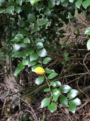 Lindera akoensis