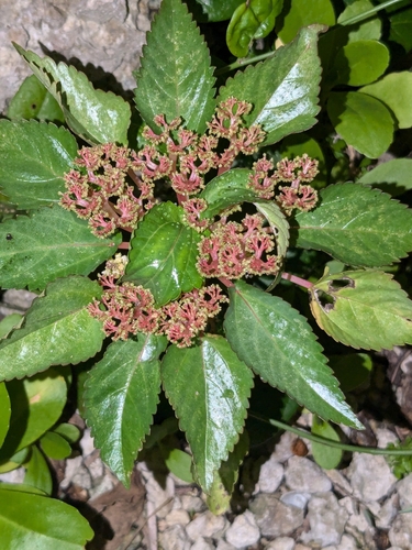 Laportea ruderalis observed 2024-09-27