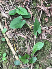Aristolochia kaempferi