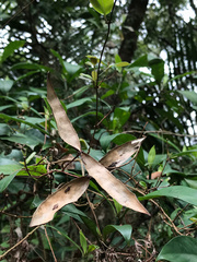 Cryptolepis sinensis