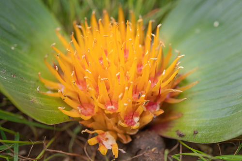 Daubenya capensis