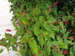 Bistorta amplexicaulis