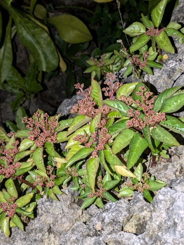 Laportea ruderalis observed 2024-09-27