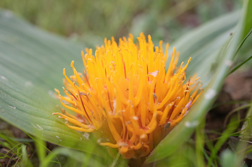 Daubenya capensis