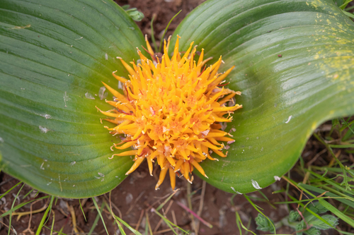 Daubenya capensis