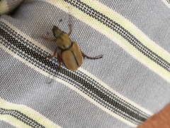 Macrodactylus subspinosus