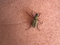 Macrodactylus subspinosus