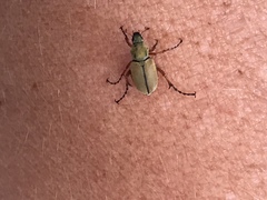 Macrodactylus subspinosus