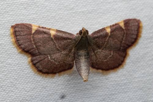Yellow-fringed Dolichomia Moth photo 6