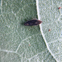 Scaphytopius loricatus