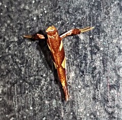 Caloptilia xanthopharella