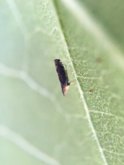 Scaphytopius loricatus