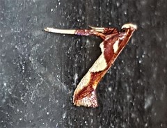 Caloptilia xanthopharella