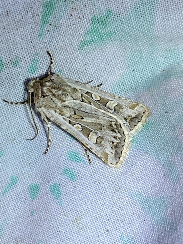 Rubbed Dart and Allies photo 4