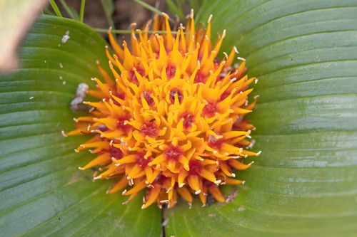Daubenya capensis