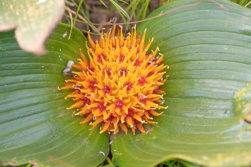 Daubenya capensis