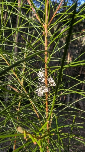Hakea ochroptera, photograph 4