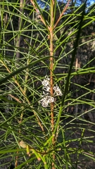 Hakea ochroptera, photograph (c) Alesha Teitzel, some rights reserved (CC BY)
