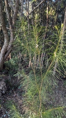 Hakea ochroptera, photograph (c) Alesha Teitzel, some rights reserved (CC BY)