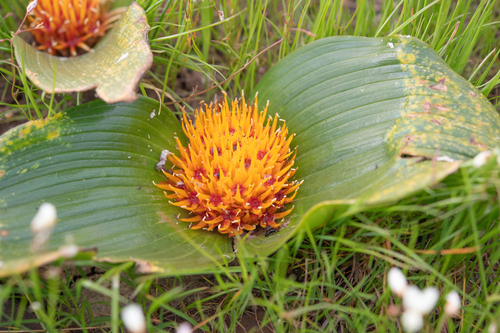 Daubenya capensis