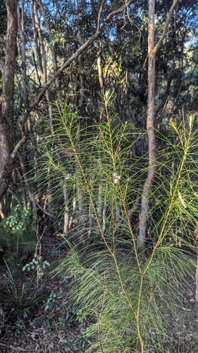 Hakea ochroptera, photograph 6