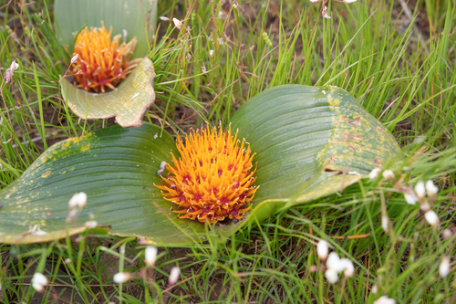 Daubenya capensis