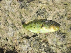 Leptoscarus vaigiensis