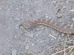 Crotalus stephensi
