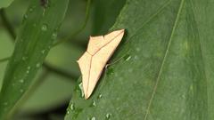 Timandra convectaria