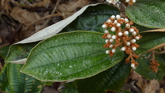 Miconia amoena