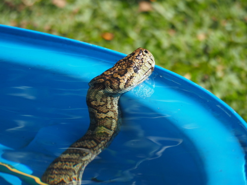 Coastal Carpet Python sighting