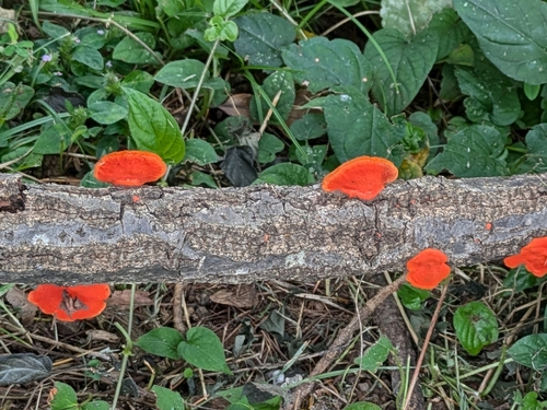 Trametes coccinea