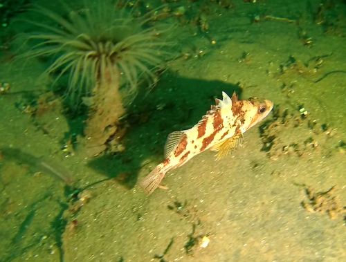 Sebastes dallii