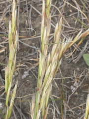 Helictochloa hookeri