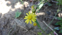 Senecio litorosus