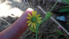 Senecio litorosus