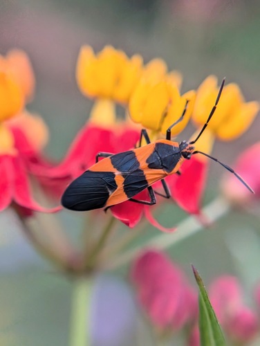Large Milkweed Bug photographed in Alabama