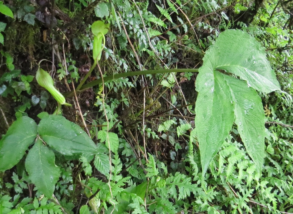 Arisaema intermedium (Intermediate Cobra Lily)