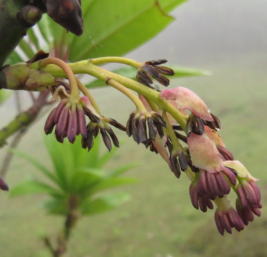 Redneck Rhododendron