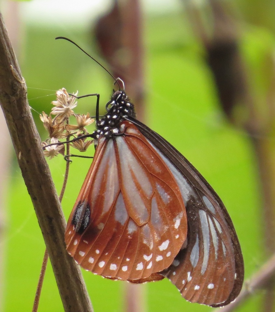 Parantica tytia