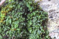 Hymenophyllum armstrongii