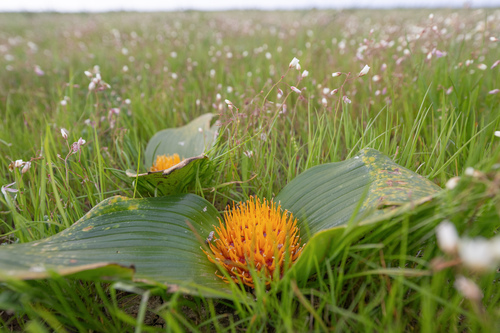 Daubenya capensis