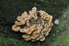Postia punctata