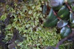 Hymenophyllum armstrongii