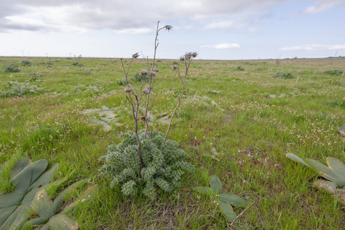 Yellow Capethistle (Berkheya glabrata)