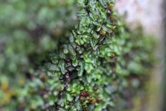 Hymenophyllum armstrongii