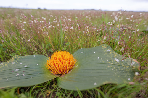 Daubenya capensis