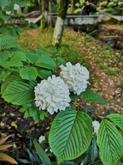 Viburnum plicatum